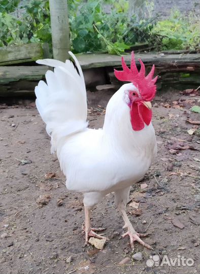 Яйцо инкубационное кур породы Леггорн