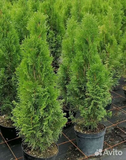 Хвойные растения