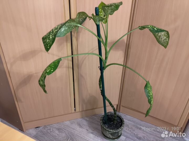 Диффенбахия