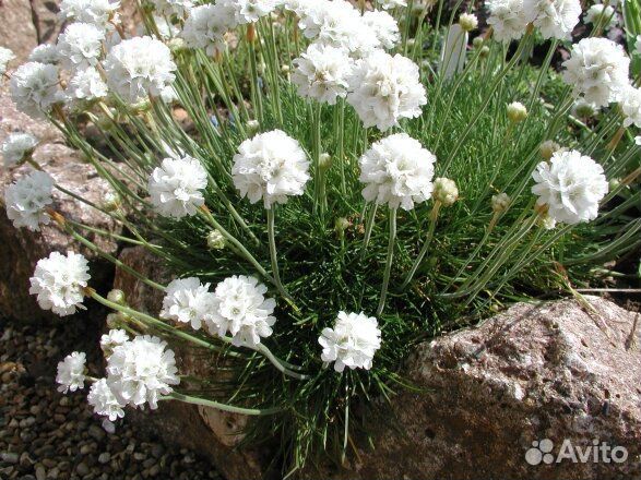 Армерия приморская в контейнере С 1,5 л