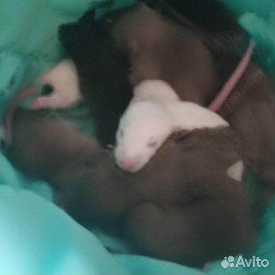 Декоративная крыса дамбо