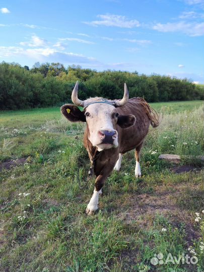 Корова стельная дойная