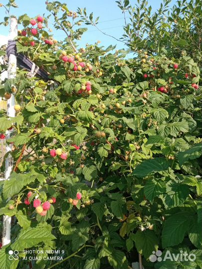 Саженцы малины