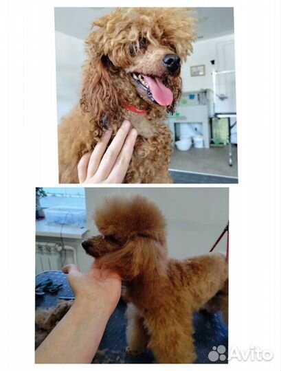 Стрижка собак и кошек