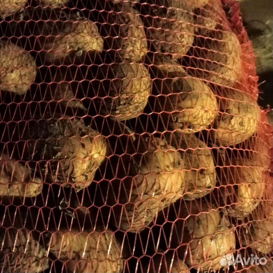 Продаю картофель