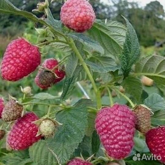 Ремонтантная малина оранжевая чудо