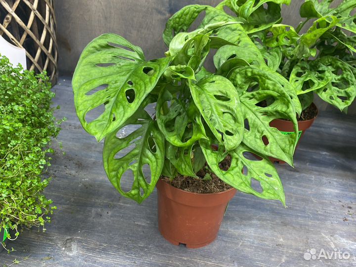 Монстера адансони манки мэск