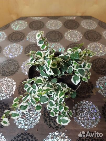 Комнатные растения