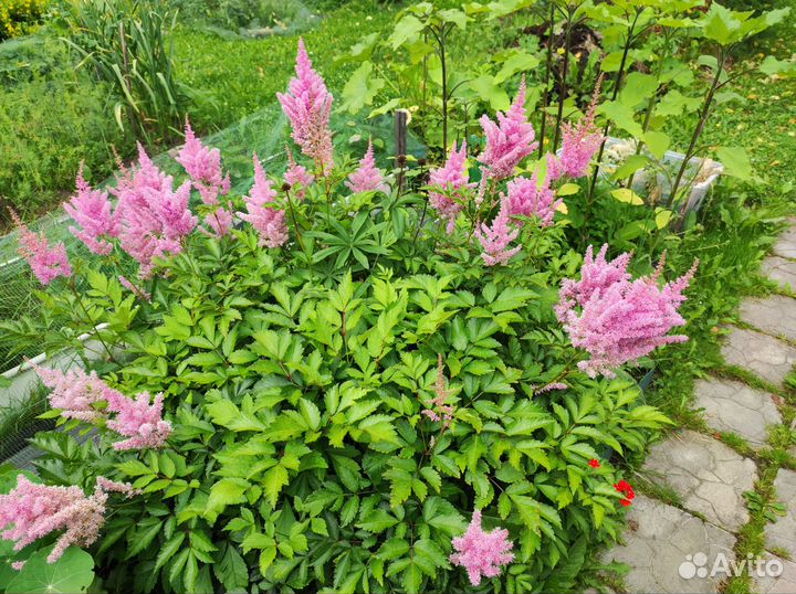 Дачные многолетники