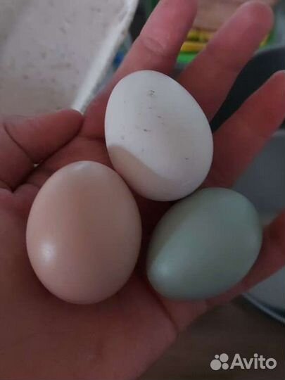 Инкубационное яйцо