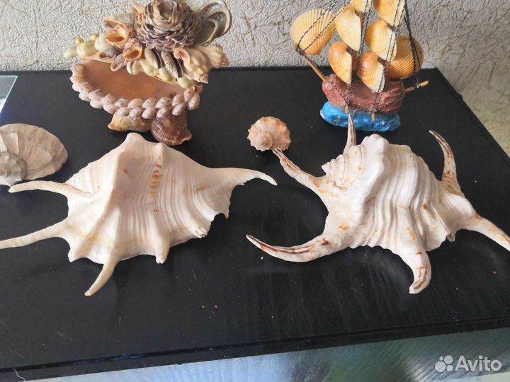 Ракушки большие