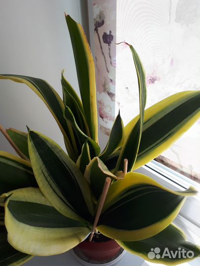 Сансивиерии, Адениум