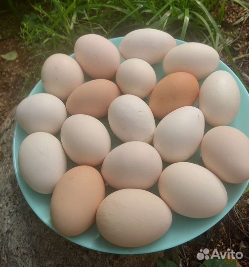 Домашние куриные яйца