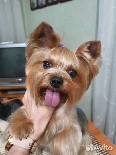 Груминг. Стрижка собак и кошек