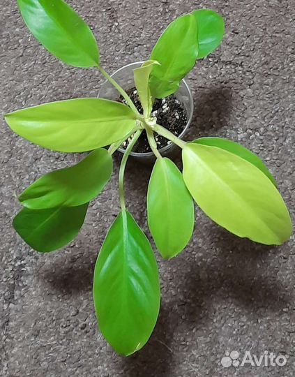 Цветы разные