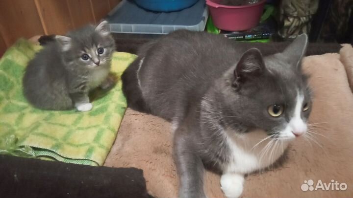 Котята в добрые руки
