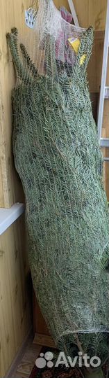 Пихта нордмана живая