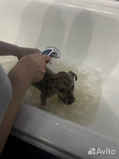Собака в добрые руки щенок
