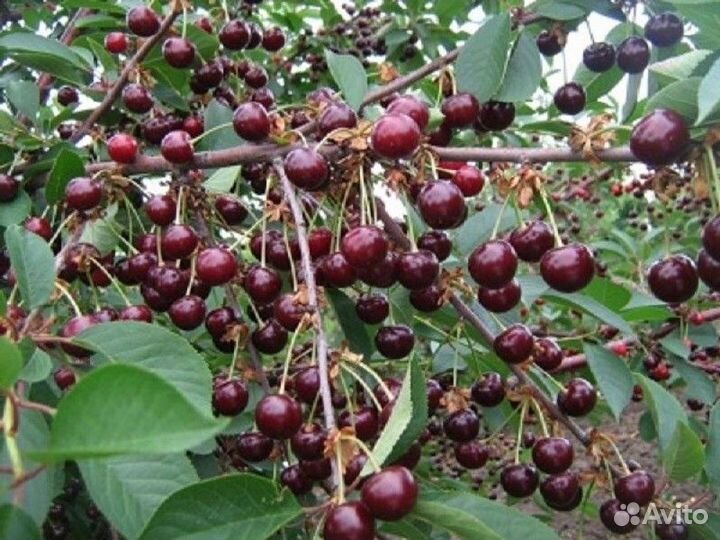 Саженцы Черевишня