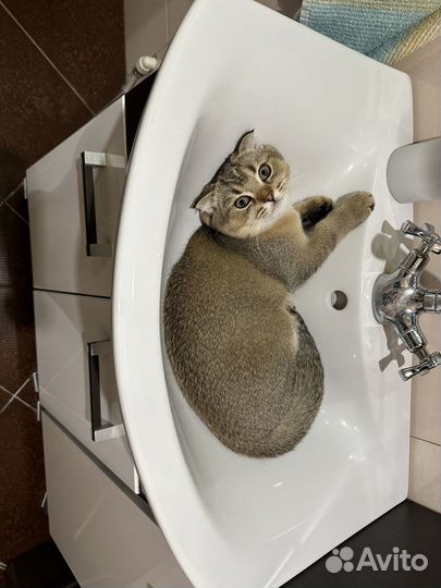 Шотландский котёнок