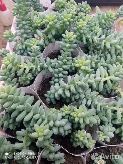 Очиток буррито