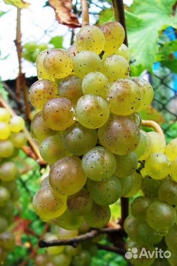 Винный виноград