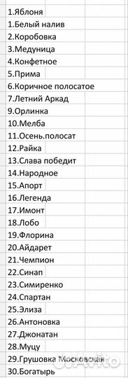 Саженцы яблони