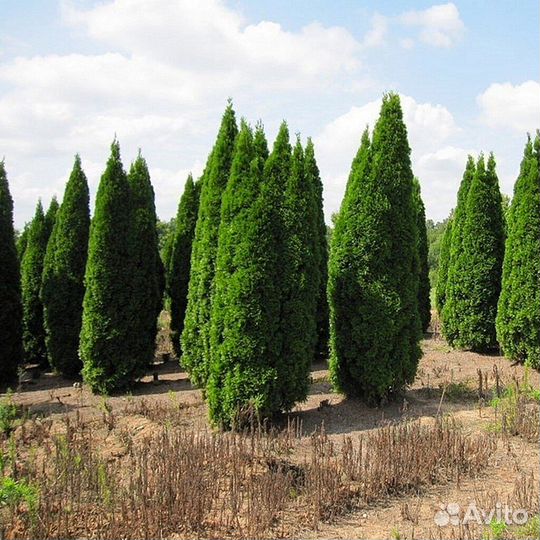 Туи брабант