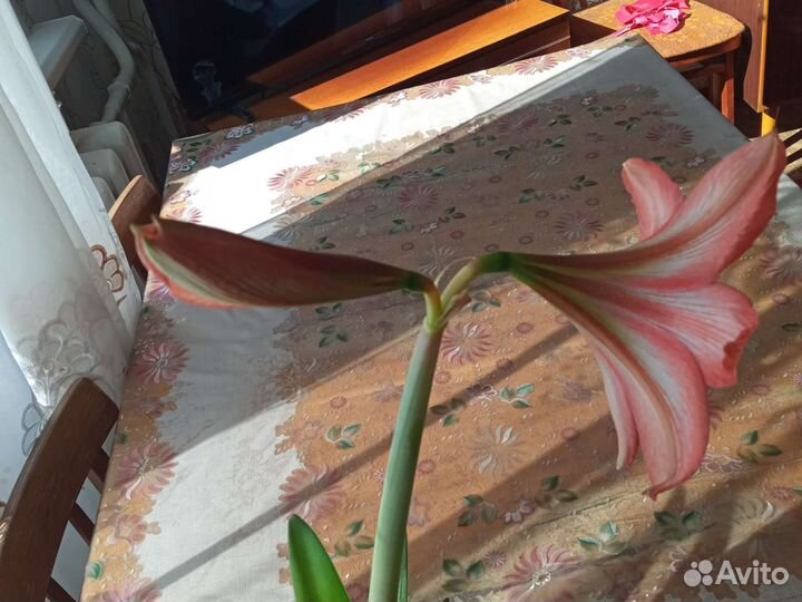 Гиппиаструм