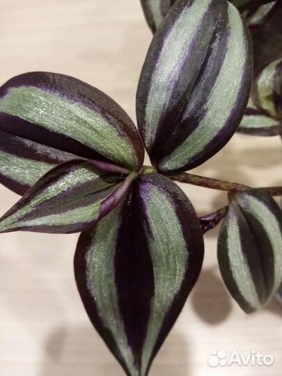 Традесканция зебрина и другие