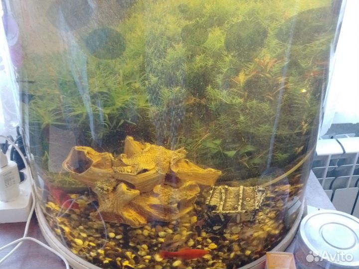 Аквариум