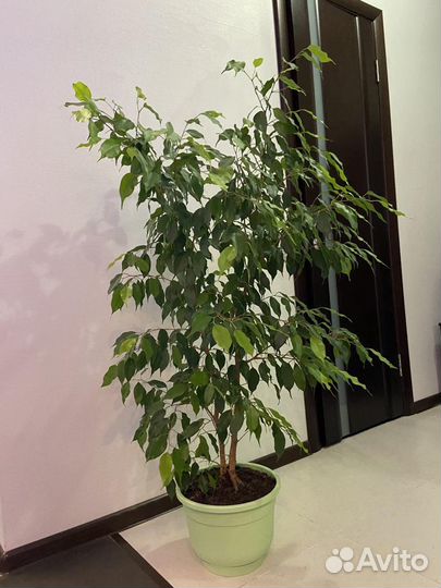 Фикус Бенджамина