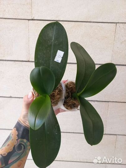 Орхидея бабочка 2.5