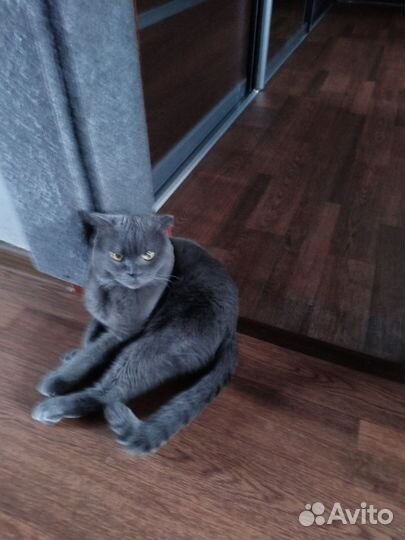 Британский