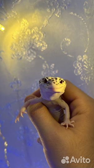 Геккон эублефар