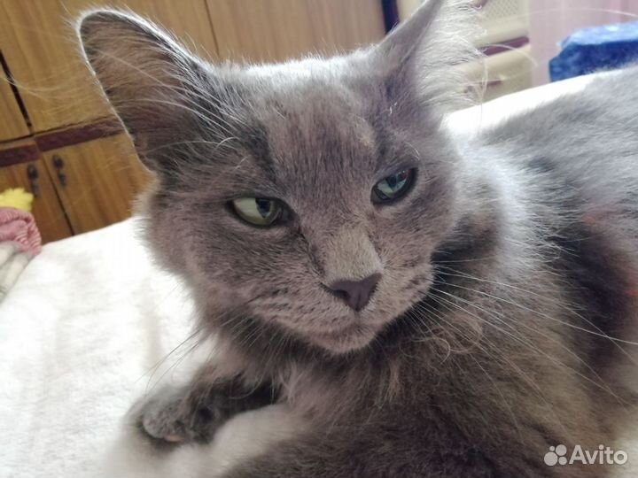 Кот породы Нибелунг
