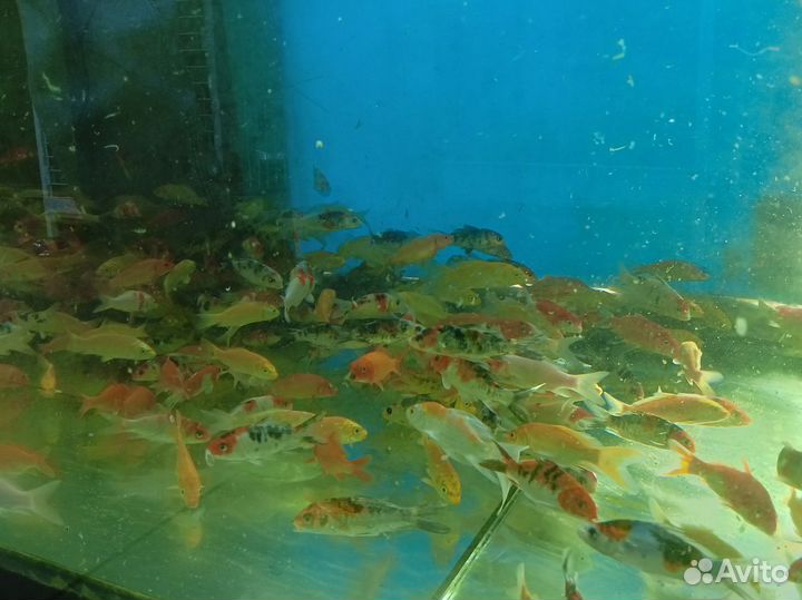 Японский карп кои