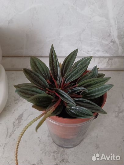 Пеперомия россо