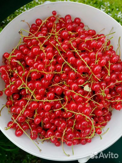 Красная смородина ягоды
