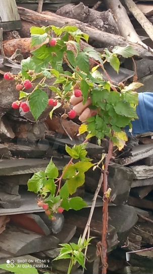 Дача 36 м² на участке 4,68 га