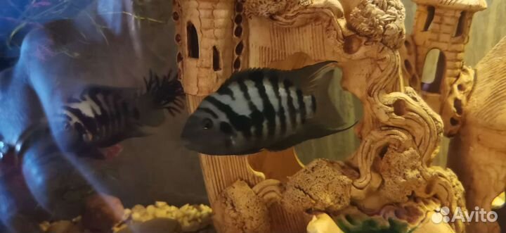 Аквариумные рыбки