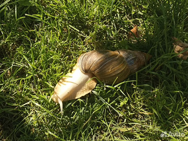 Улитка ахатина