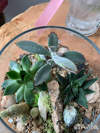 Флорариум суккулентами