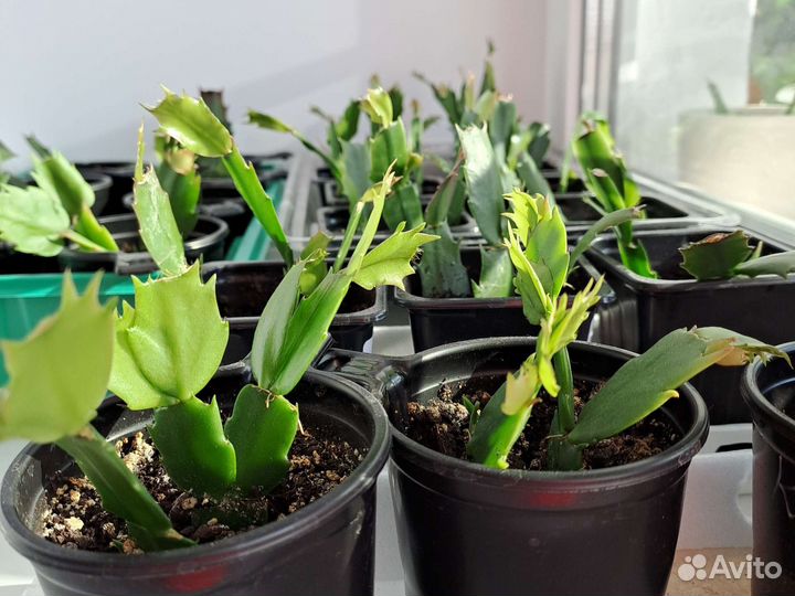 Декабрист шлюмбергера сортовые