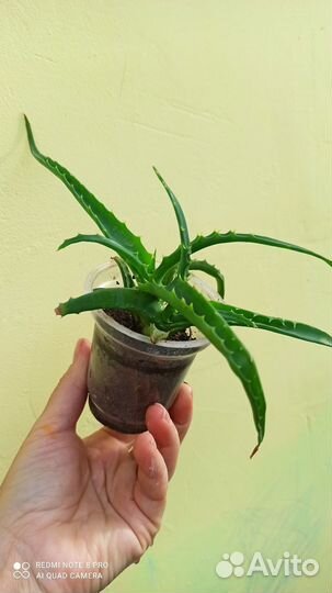 Комнатные цветы (малыши)