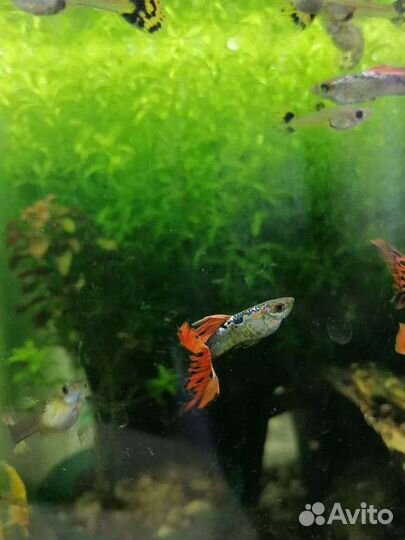 Гуппи, хемиантус