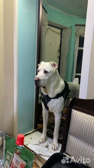 Среднеазиатская овчарка сао. Алабай. вязка