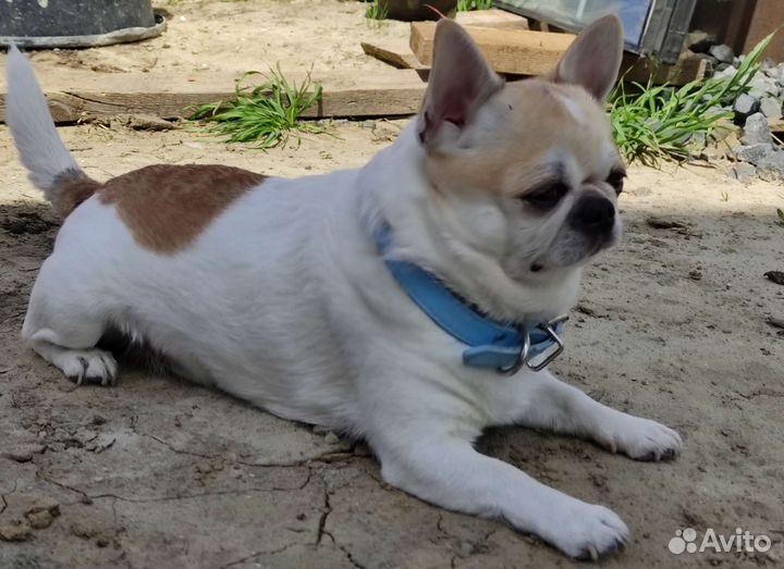 Чихуахуа кобельки вязка