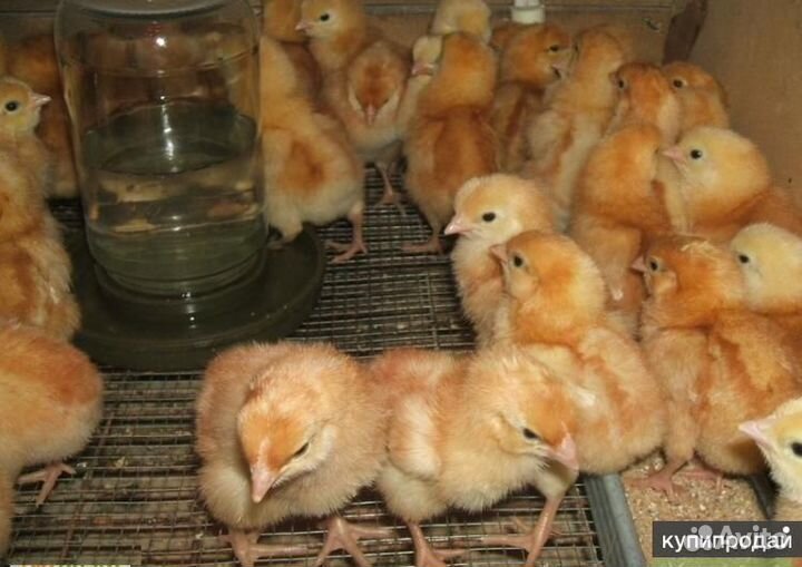 Трёхдневные цыплята