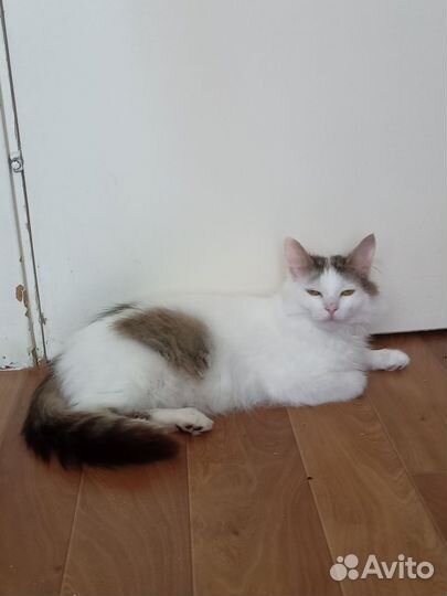 Моолодой котик в добрые ручки